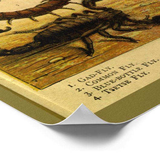 ヴィンテージサソリ昆虫自然史プリント ポスター (角)