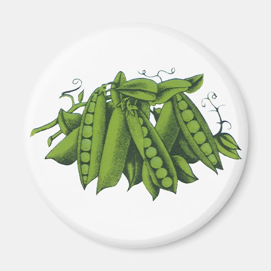 ヴィンテージサトウキビ,食品,健康な野菜 マグネット (正面)