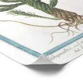 ヴィンテージサボタニカルポスターアート(8" x 12") ポスター (角)