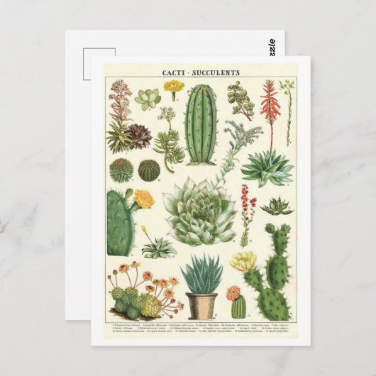 ヴィンテージサボテンと多肉植物性スケッチ ポストカード (正面/裏面)