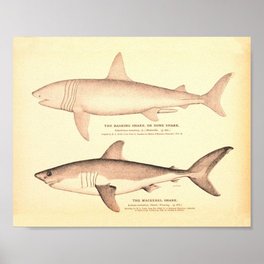 ヴィンテージサメイラストレーション ポスター (正面)