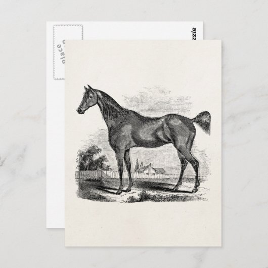 ヴィンテージサラブレッド馬パーソナライズされた馬団 ポストカード (正面/裏面)