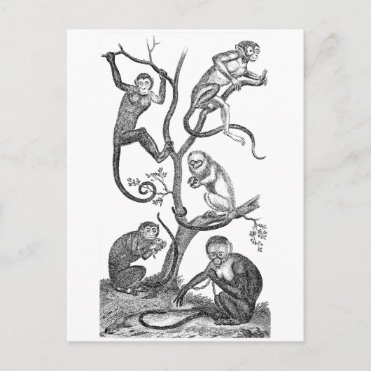 ヴィンテージサルイラストレーション- 1800sサル ポストカード (正面)