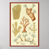 ヴィンテージサンゴ動物科学教科教科書生物学 ポスター (正面)