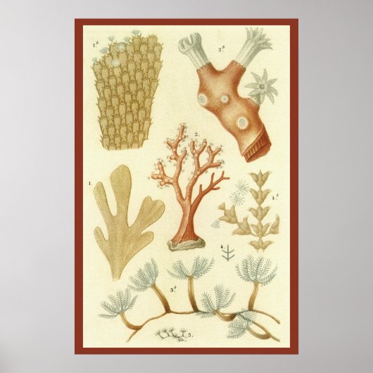 ヴィンテージサンゴ動物科学教科教科書生物学 ポスター (正面)