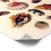 ヴィンテージサンセットシーシェルコレクションポスター ポスター (角)