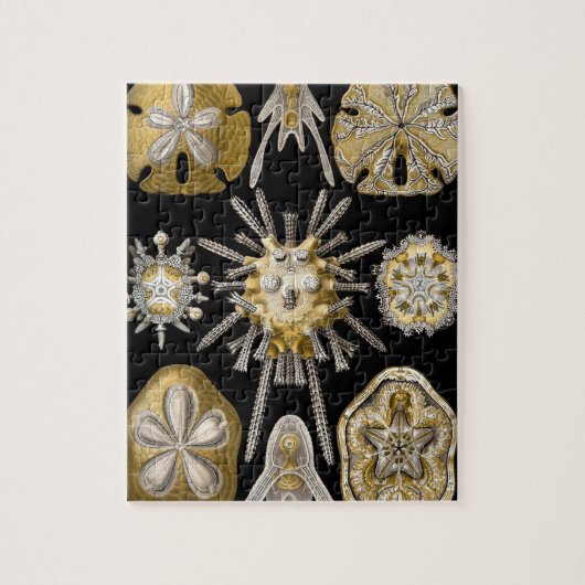 ヴィンテージサンドダラーシーウルチンスバイエルンストヘッケル ジグソーパズル (縦)