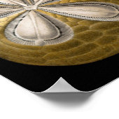 ヴィンテージサンドダラーシーウルチンスバイエルンストヘッケル ポスター (角)