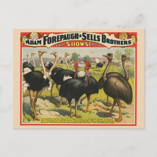 ヴィンテージサーカスはダチョウと大きな鳥を示している。 ポストカード (正面)