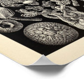 ヴィンテージサーリペディアエルンストヘッケルアートプリント ポスター (角)