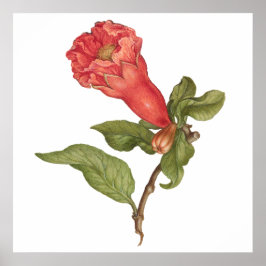 ヴィンテージザクロ花咲きイラストレーション ポスター