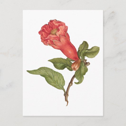 ヴィンテージザクロ花咲きイラストレーション ポストカード (正面)