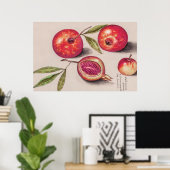 ヴィンテージザクロbyアンセルムス・デ・ボット ポスター (ホームオフィス)