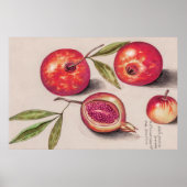 ヴィンテージザクロbyアンセルムス・デ・ボット ポスター (正面)