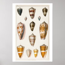 ヴィンテージシェルイラストレーションポスター
