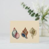 ヴィンテージシェル ポストカード (スタンド正面)