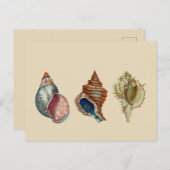 ヴィンテージシェル ポストカード (正面/裏面)