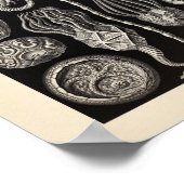 ヴィンテージシストイアエルンストヘッケルアートプリント ポスター (角)