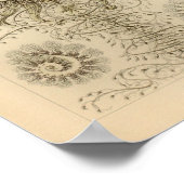 ヴィンテージシフォノフォレカラーエルンストヘッケルプリント ポスター (角)