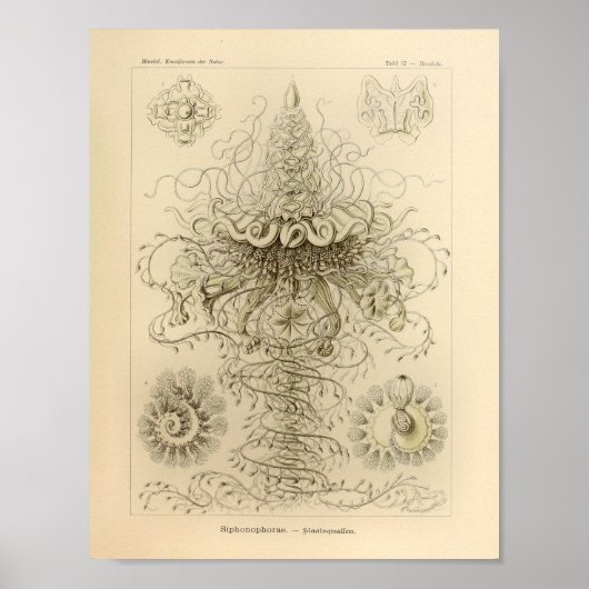 ヴィンテージシフォノフォレカラーエルンストヘッケルプリント ポスター (正面)