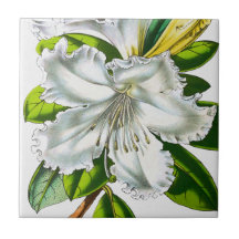 ヴィンテージシャクナゲ植物