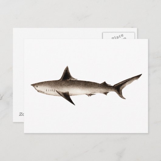 ヴィンテージシャークイラストレーション-レトロシャークテンプレート ポストカード (正面/裏面)
