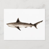 ヴィンテージシャークイラストレーション-レトロシャークテンプレート ポストカード (正面)