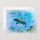 ヴィンテージシャーク葉書 ポストカード (正面/裏面)