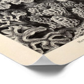 ヴィンテージシュコレラコーラルエルンストヘッケルアートプリント ポスター (角)