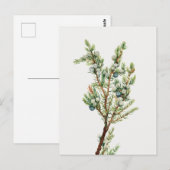 ヴィンテージシンプルボタニカルマウンテンジュニパー ポストカード (正面/裏面)