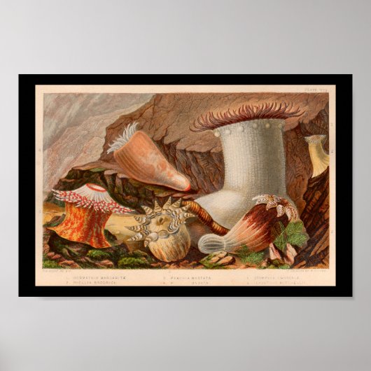 ヴィンテージシーアネモン海ライフアートプリント ポスター (正面)