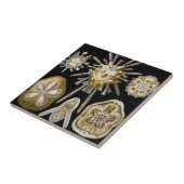 ヴィンテージシーウルチンスサンドダラーズバイエルンストヘックル タイル (側面)