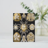 ヴィンテージシーウルチンスサンドダラーズバイエルンストヘックル ポストカード (スタンド正面)