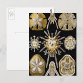 ヴィンテージシーウルチンスサンドダラーズバイエルンストヘックル ポストカード (正面/裏面)