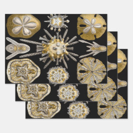 ヴィンテージシーウルチンスサンドダラーズバイエルンストヘックル ラッピングペーパーシート