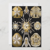 ヴィンテージシーウルチンスサンドダラーズバイエルンストヘックル 招待状 (正面)