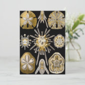 ヴィンテージシーウルチンスサンドダラーズバイエルンストヘックル 招待状 (スタンド正面)