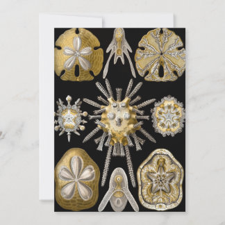 ヴィンテージシーウルチンスサンドダラーズバイエルンストヘックル 招待状