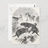 ヴィンテージシーオッターズ1800sカワウソイラストレーション ポストカード (正面/裏面)