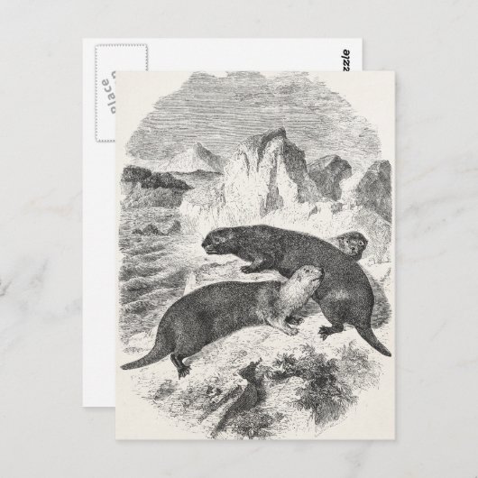 ヴィンテージシーオッターズ1800sカワウソイラストレーション ポストカード (正面/裏面)