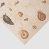 ヴィンテージシーシェルとカタツムリデコパージュ 薄葉紙 (詳細)