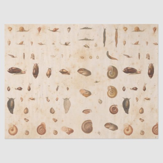 ヴィンテージシーシェルとカタツムリデコパージュ 薄葉紙 (正面)