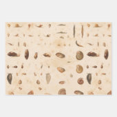 ヴィンテージシーシェルとカタツムリ ラッピングペーパーシート (正面3)