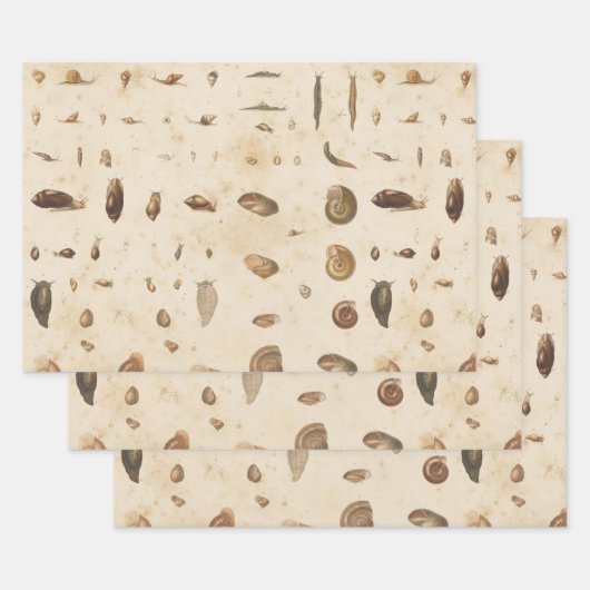 ヴィンテージシーシェルとカタツムリ ラッピングペーパーシート (セット)