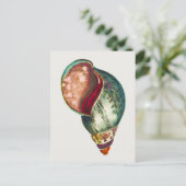 ヴィンテージシーシェルイラストレーションバイジョージショー ポストカード (スタンド正面)