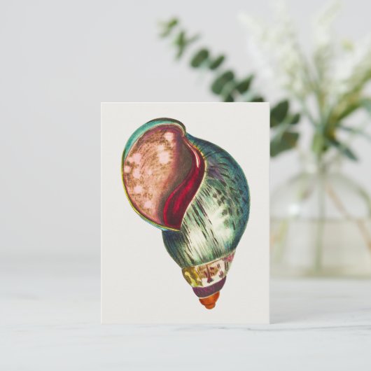 ヴィンテージシーシェルイラストレーションバイジョージショー ポストカード (スタンド正面)