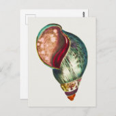 ヴィンテージシーシェルイラストレーションバイジョージショー ポストカード (正面/裏面)