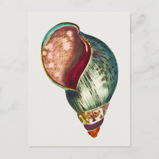 ヴィンテージシーシェルイラストレーションバイジョージショー ポストカード (正面)