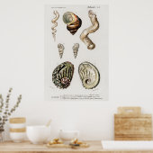 ヴィンテージシーシェルイラストレーション ポスター (キッチン)