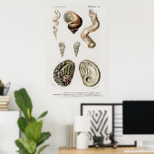 ヴィンテージシーシェルイラストレーション ポスター (ホームオフィス)